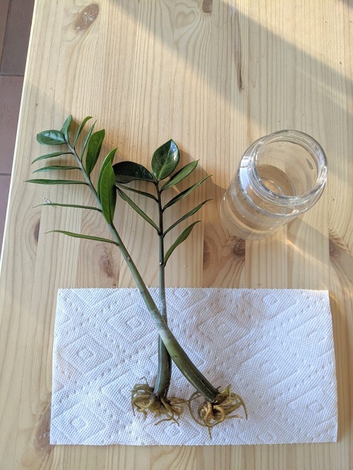  Techniques Grow a ZZ Plant in Water Forever 7