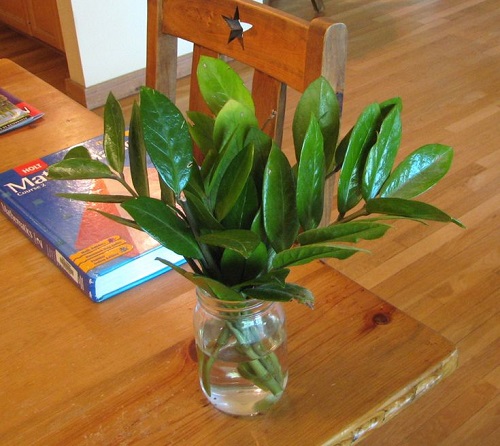  Techniques Grow a ZZ Plant in Water Forever 6