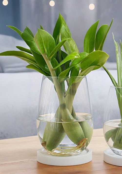  Grow a ZZ Plant in Water Forever 1