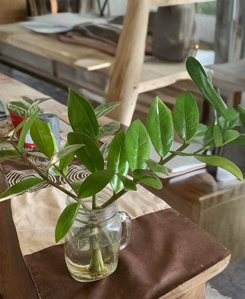  Techniques Grow a ZZ Plant in Water Forever 2