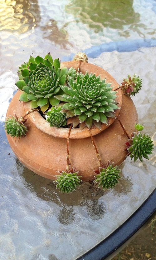 Beautiful Perennial Succulents 2