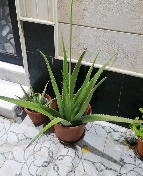 Trending Perennial Succulents 1