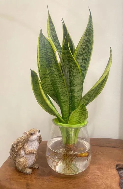 How to Propagate Snake Plant in Water This Spring for Quick Results