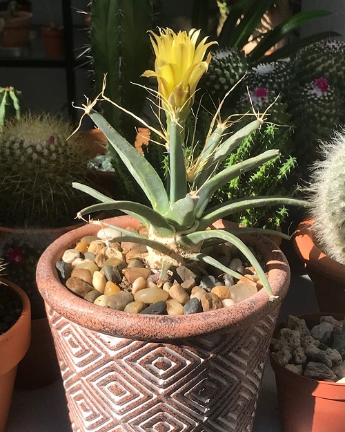 Cacti with Yellow Flowers 8