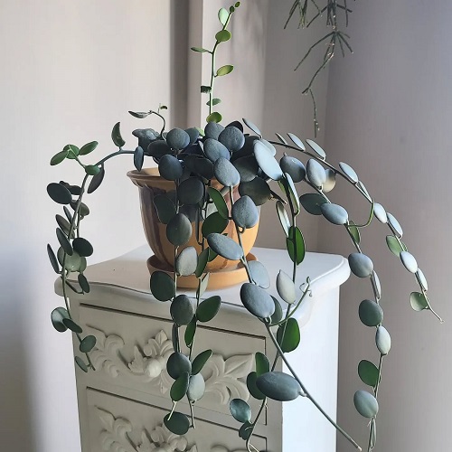 New Spilling Succulents 8