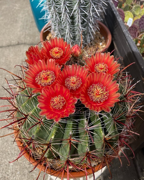 Cactus with Orange Flowers 4