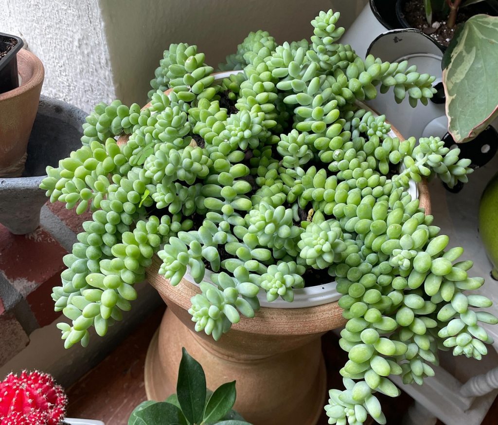 Make Burro&rsquo;s Tail Look Bushier 1