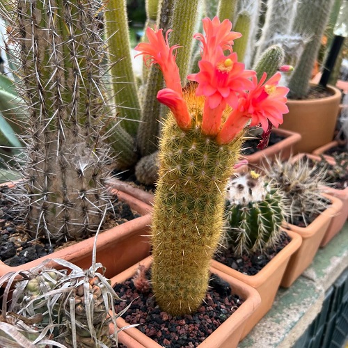 Cactus with Orange Flowers 5
