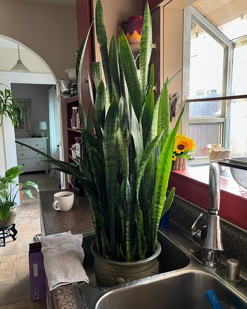  Best Tips to Water a Snake Plant 4
