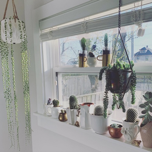 decorate Burro’s Tail 2