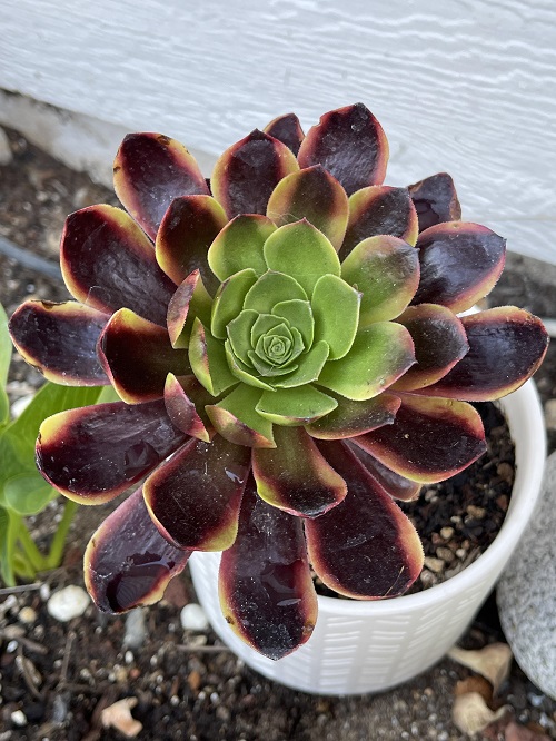 Trending Perennial Succulents 2