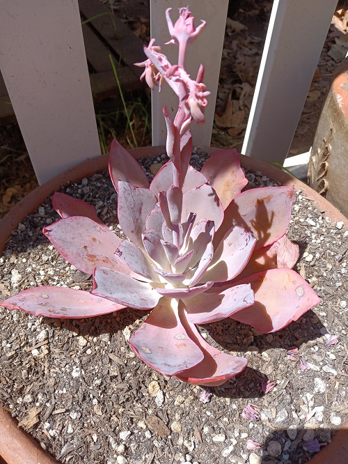 Pretty Pink Succulents 3