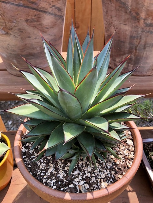 Century Plant
