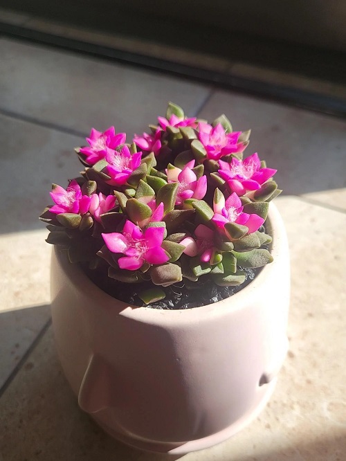 Pretty Pink Succulents 7