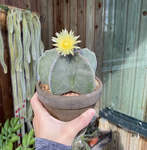 Cacti with Yellow Flowers 4