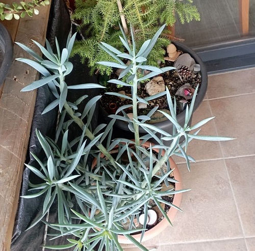 New Spilling Succulents 7