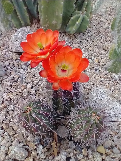 Cactus with Orange Flowers 3