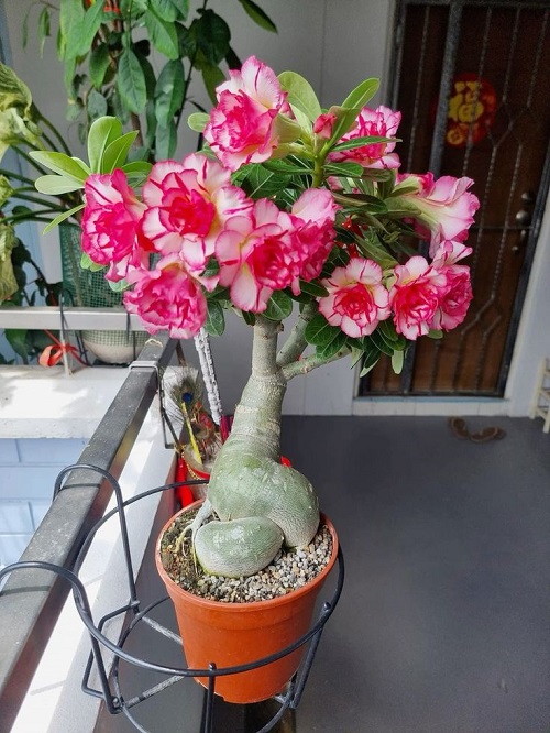 Beautiful Perennial Succulents 1