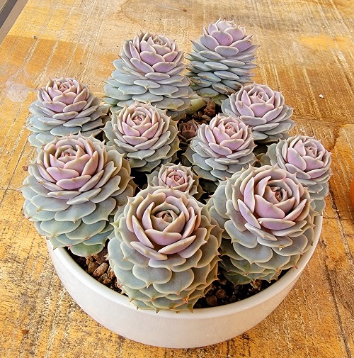 Pretty Pink Succulents 2