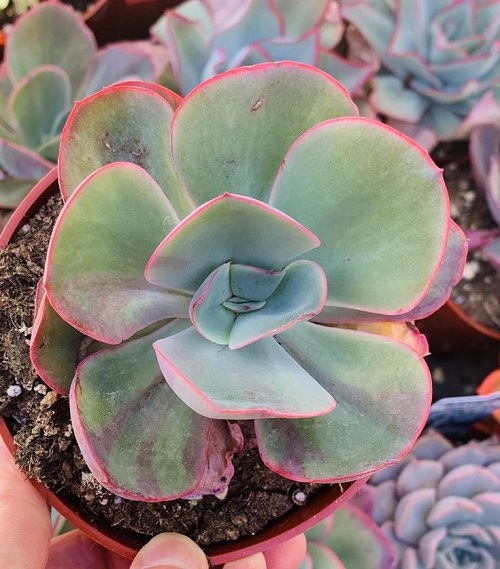 Trending Perennial Succulents 3