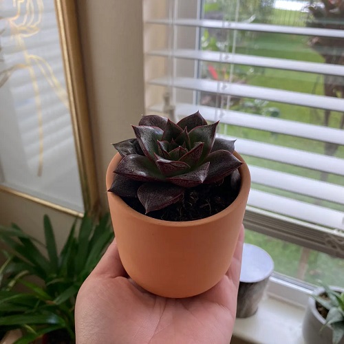Beautiful echeveria rosettes 4
