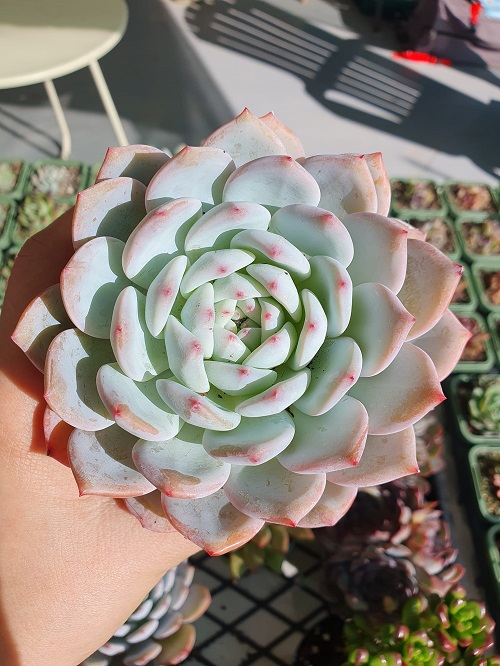 Beautiful echeveria rosettes 3