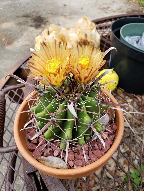 Cacti with Yellow Flowers 3