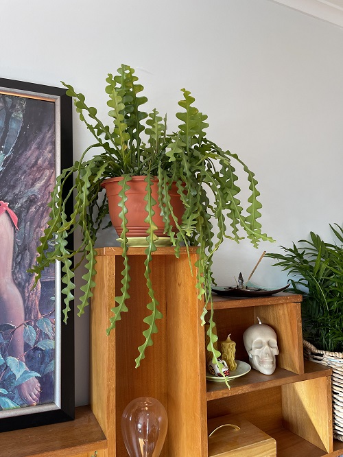 New Spilling Succulents 6