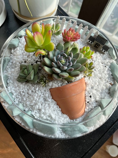 Glass Bowl Succulent 1