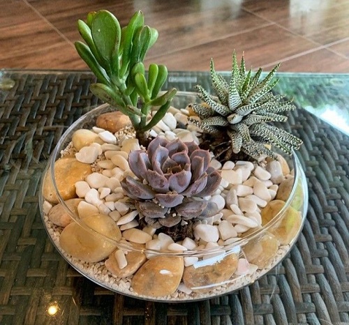 Beautiful Glass Bowl Succulent Arrangement 4