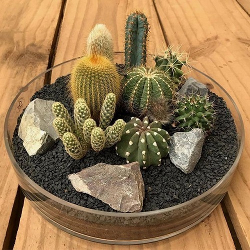 Stunning Glass Bowl Succulent Arrangement 1