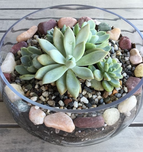Stunning Glass Bowl Succulent Arrangement 2