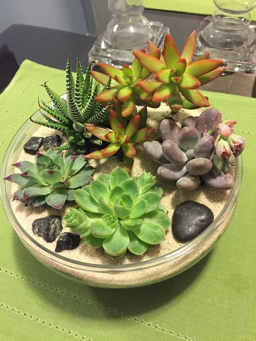 Stunning Glass Bowl Succulent Arrangement 4
