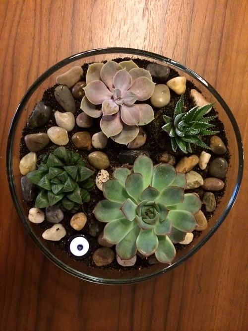 Stunning Glass Bowl Succulent Arrangement 5