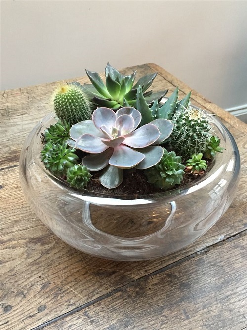 Stunning Glass Bowl Succulent Arrangement 6