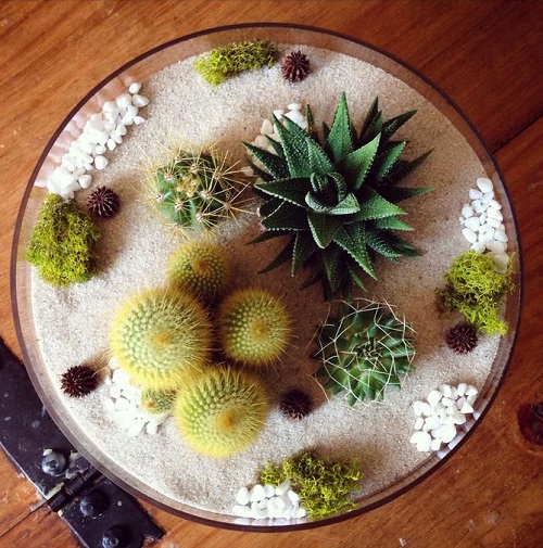 New Glass Bowl Succulent Arrangement 1