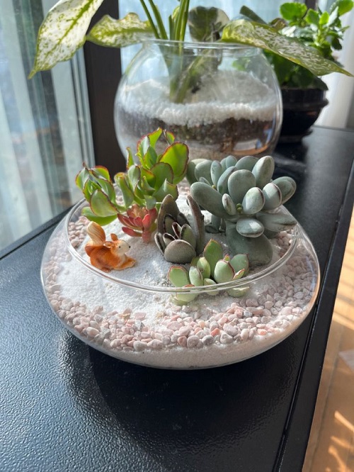 New Glass Bowl Succulent Arrangement 5