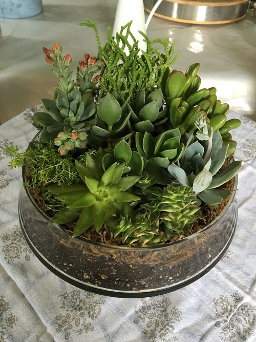 New Glass Bowl Succulent Arrangement 4