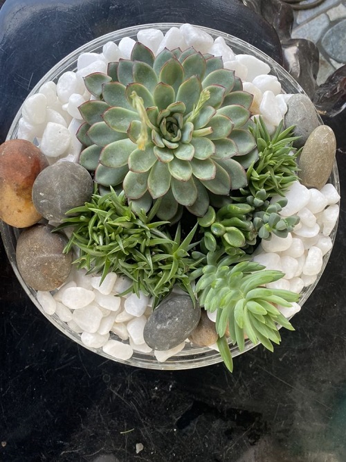 Beautiful Glass Bowl Succulent Arrangement 1