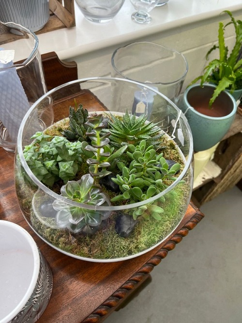 Glass Bowl Succulent 4