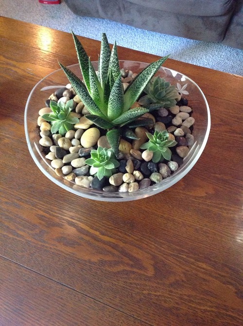 Glass Bowl Succulent 5