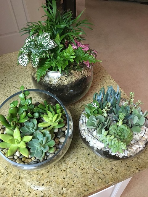 Beautiful Glass Bowl Succulent Arrangement 3