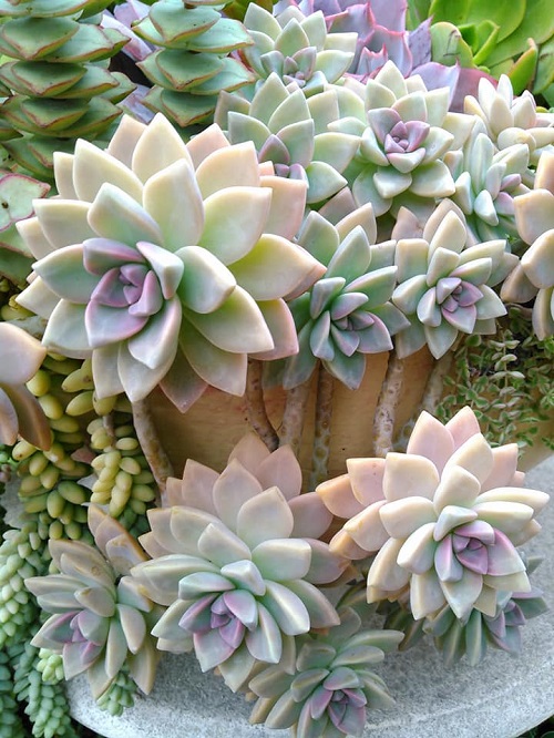 Pretty Pink Succulents 8