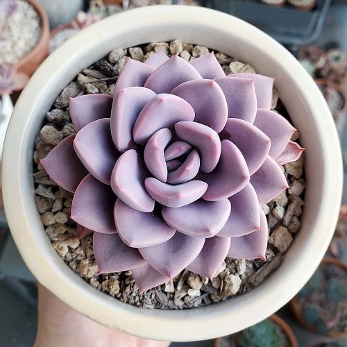 Pretty Pink Succulents 5
