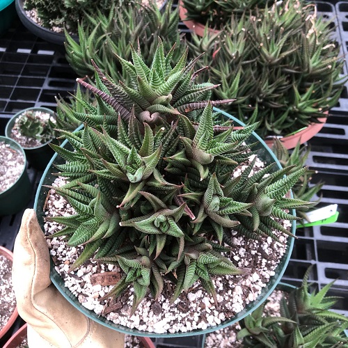 Haworthia to Produce More Offsets 1