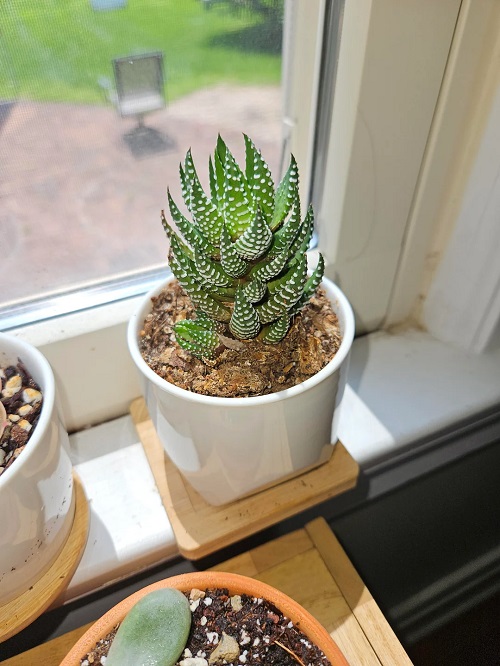 Haworthia to Produce More Offsets 2