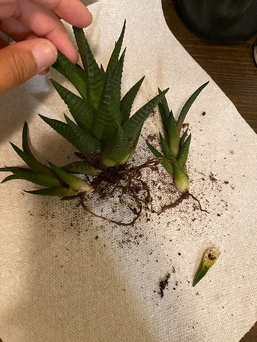 Haworthia to Produce More Offsets 8
