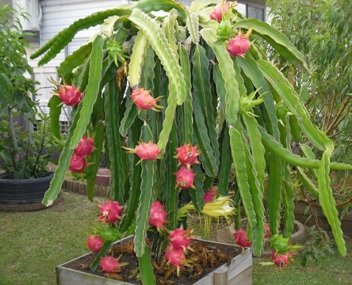 Cactus With Fruits 2