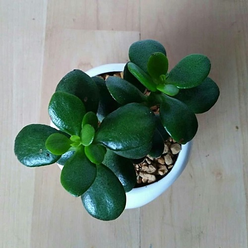 Trending Perennial Succulents 5