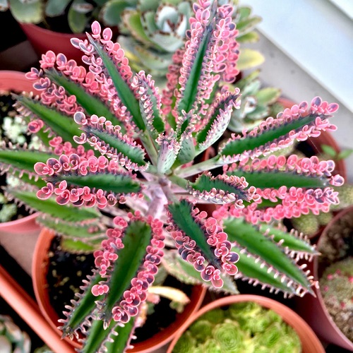 Pretty Pink Succulents 6